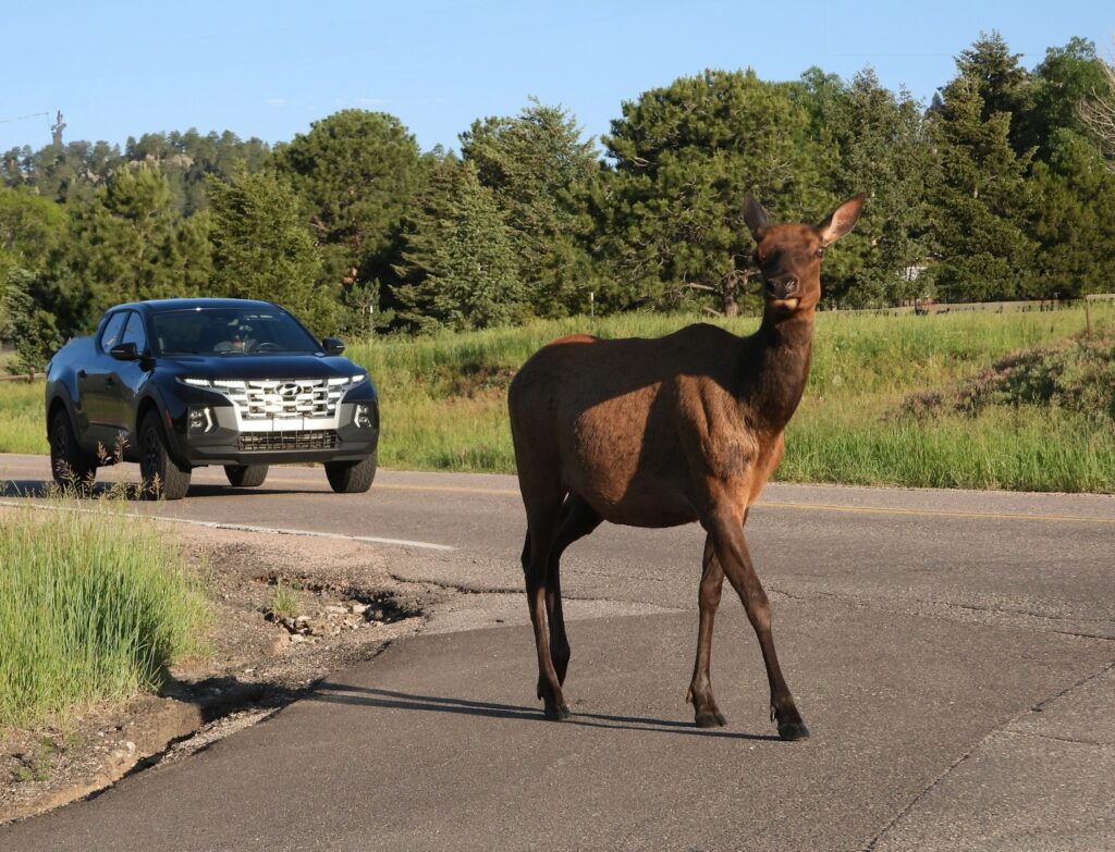 An elk pauses on the road in front of a car.