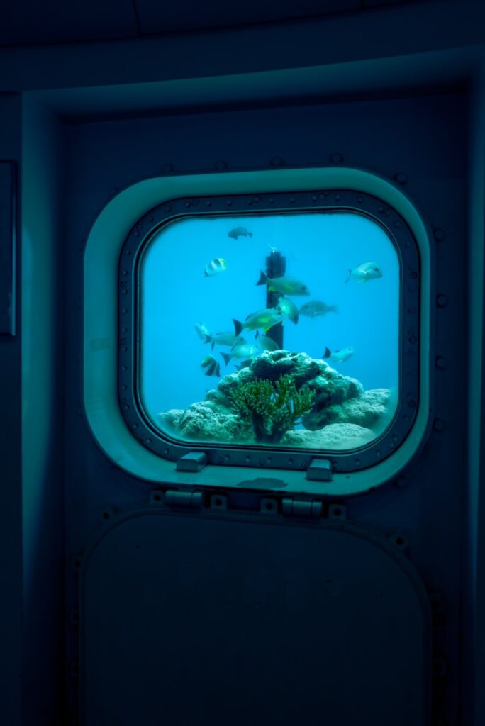 a window with a view of a fish tank