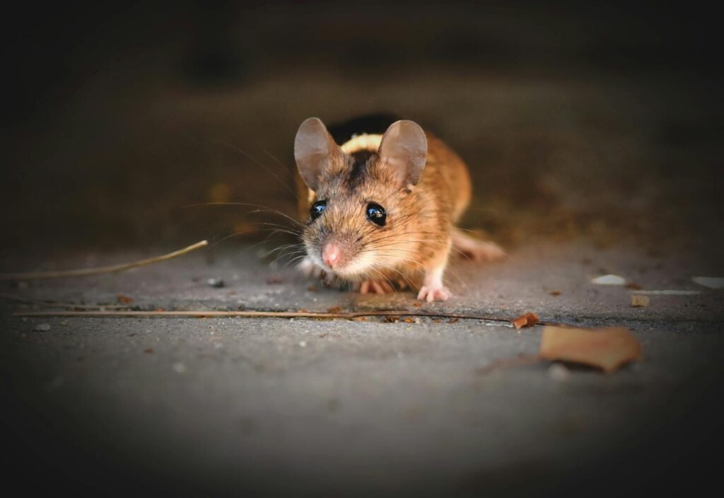A close-up shot of a cute wild mouse exploring its surroundings, showcasing its delicate features.