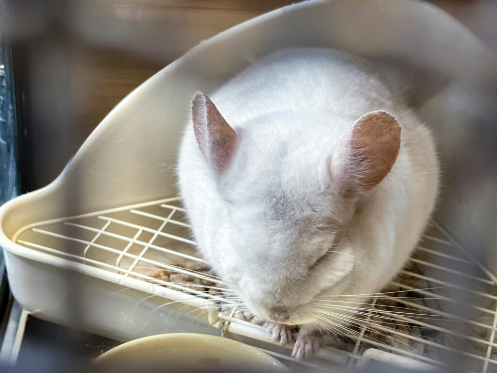 a white mouse in a white bucket