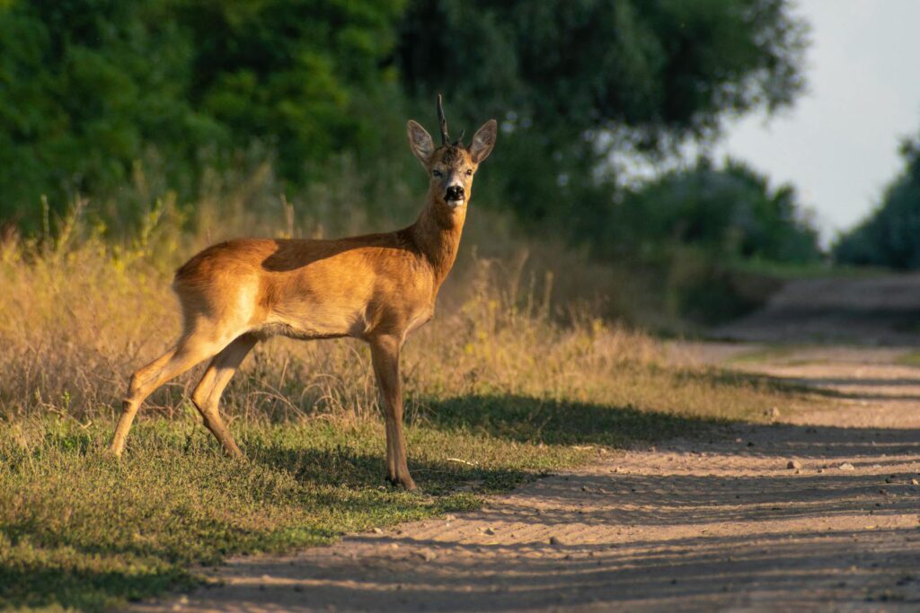 A roe deer stands on a dirt road surrounded by greenery in warm sunlight.