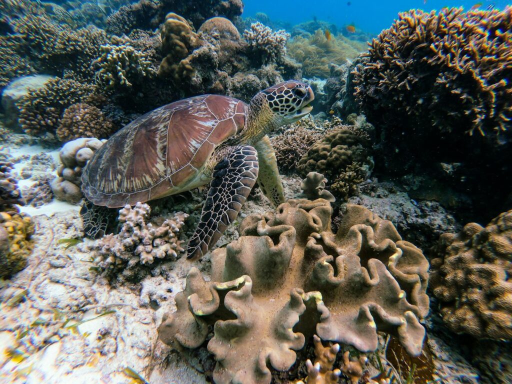A sea turtle gracefully swims through a vibrant underwater coral reef habitat.