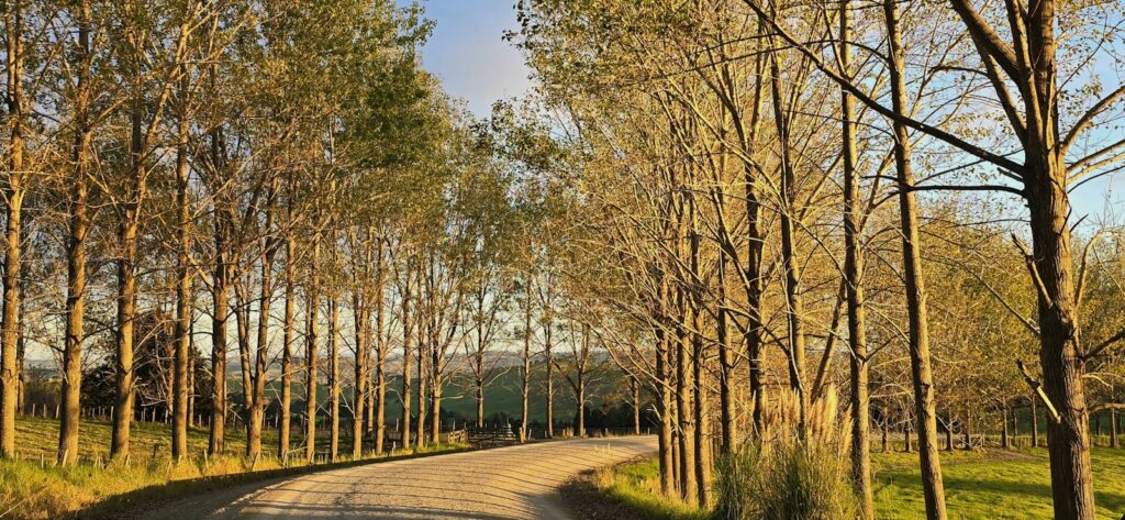 a dirt road surrounded by trees and grass