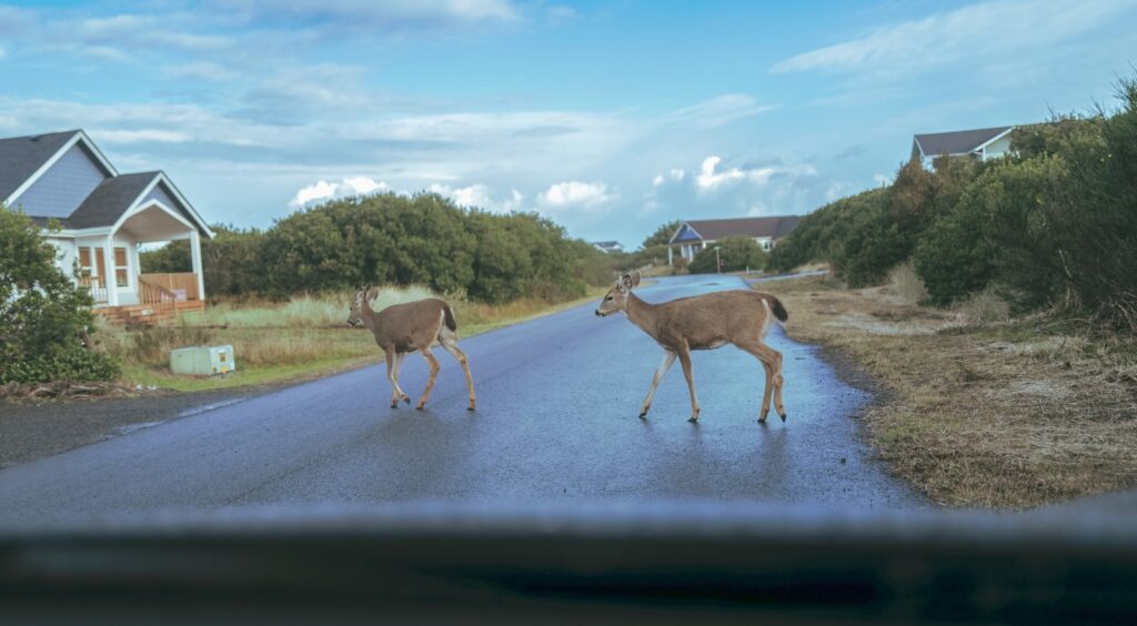 Two deer cross a wet suburban street.