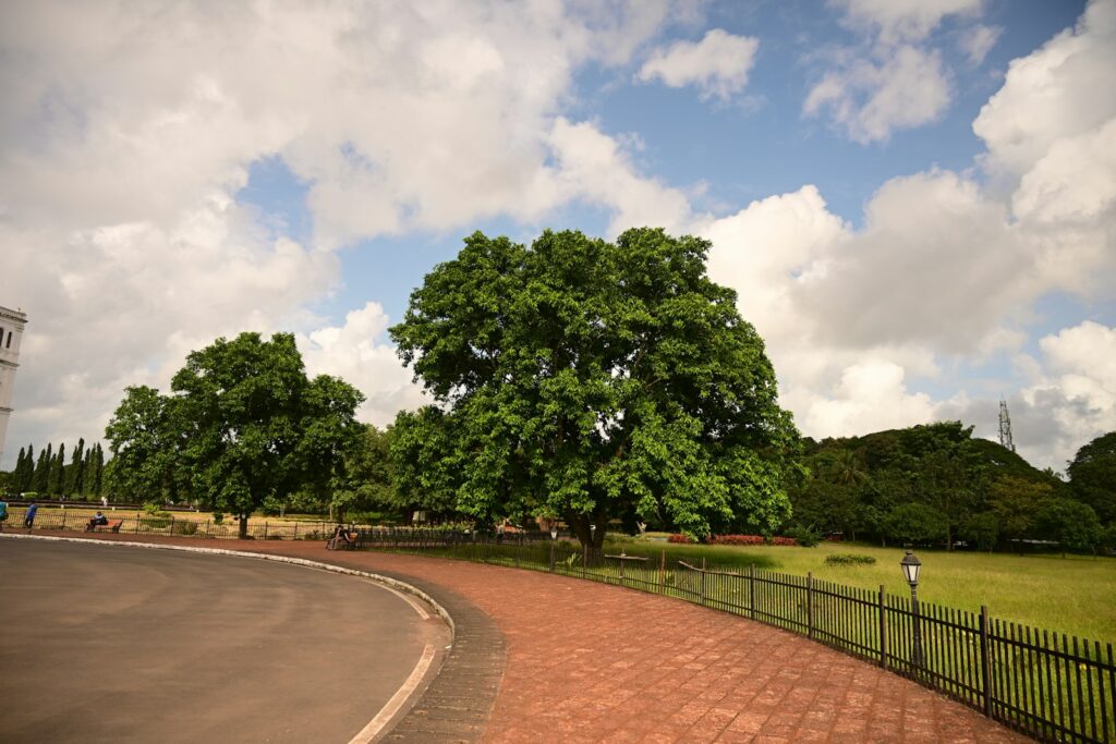 Lush green trees in a park with a brick path