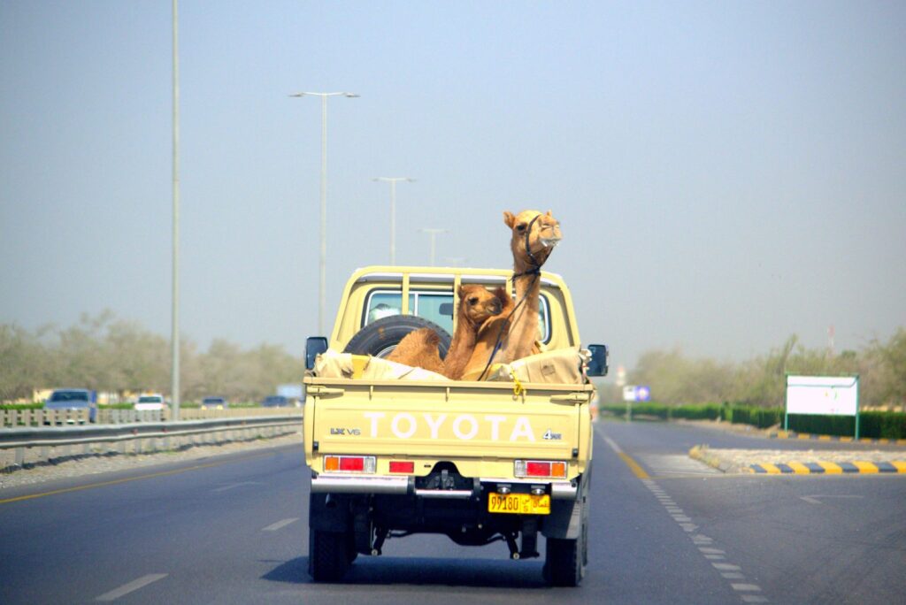Two camels in a pickup truck on a highway in Barka, Oman, showcasing unique desert transportation.